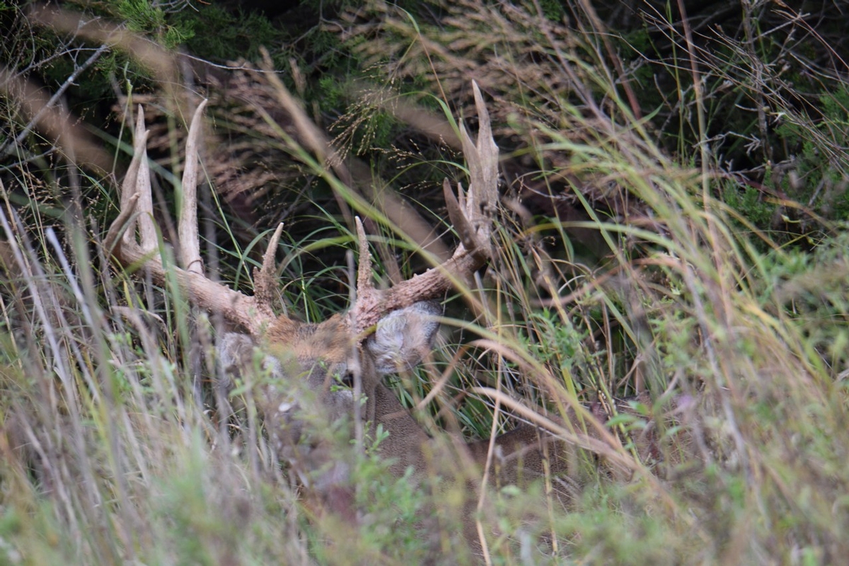 Trophy Whitetail Hunts