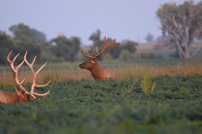 SoDak Elk Hunting
