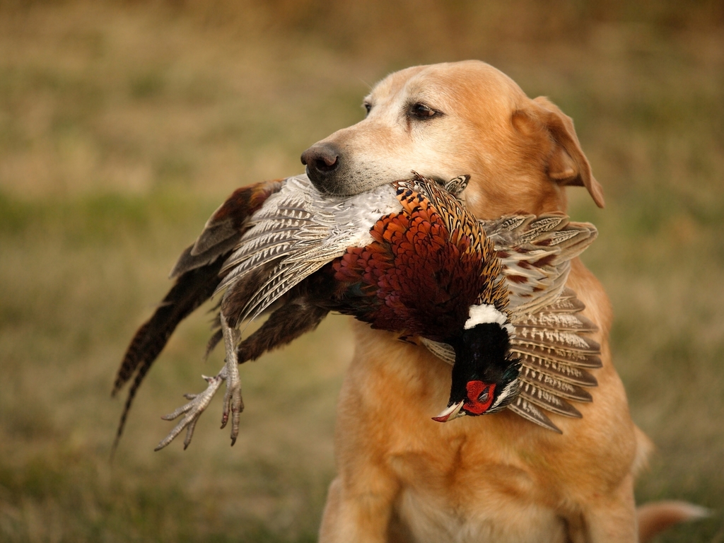 Best SD Hunting