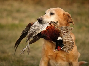 South Dakota's Best Hunting