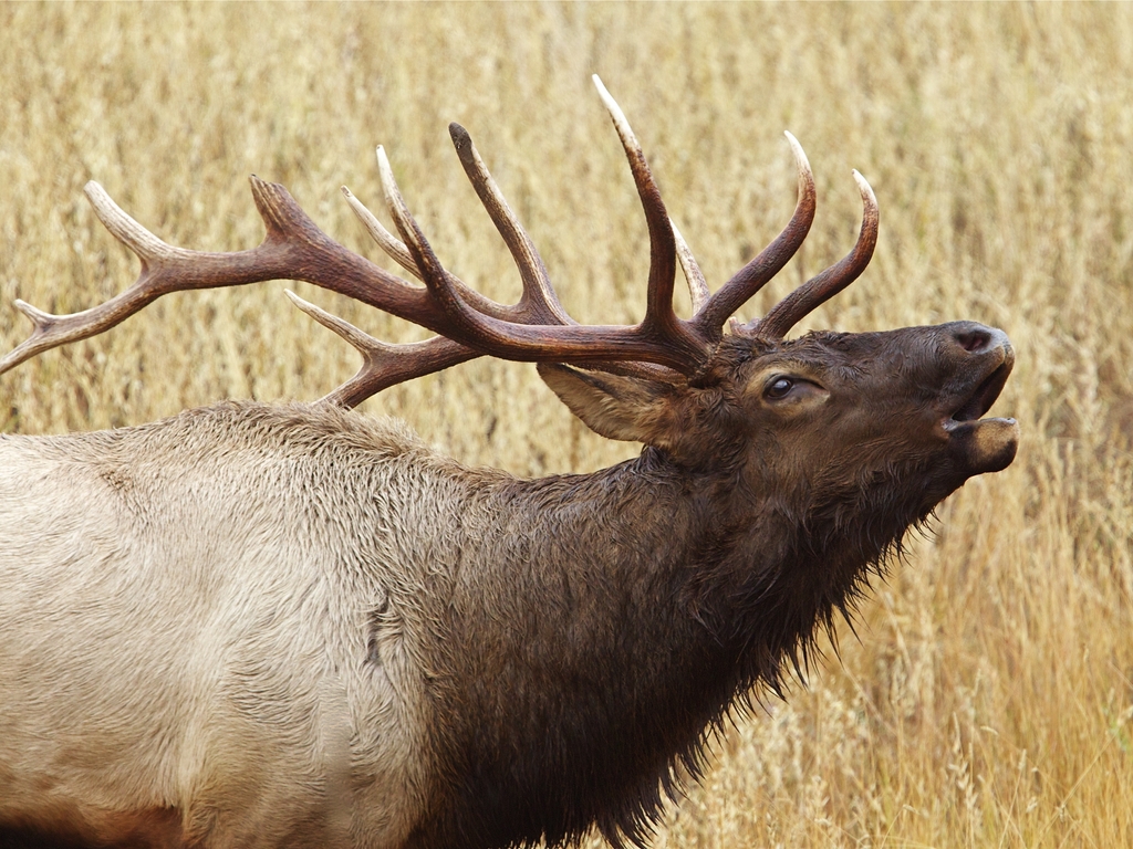 South Dakota Guided Elk Hunts Guaranteed Opportunities