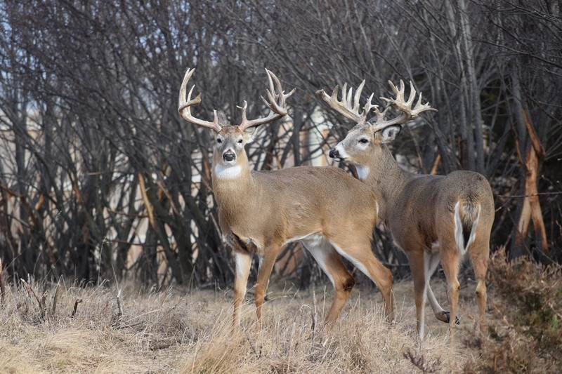 South Dakota Deer Hunting Outfitters: Ultimate Guide to Success